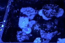 flower anemone.jpg