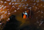 nemofish3-a.jpg