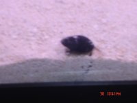 pic7.JPG