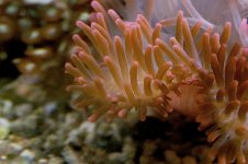 anemone2-a.jpg