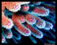 Aquarium 1 Oct 7 2006 059 final small.jpg