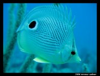 Crocker Channel Oct 7 2006 038 small.jpg