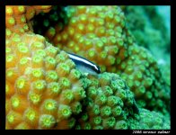 Crocker Channel Oct 7 2006 057 final small.jpg