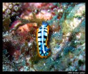 Crocker Channel Oct 7 2006 071 small.jpg