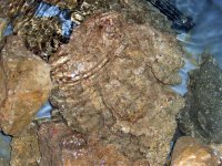 LR for sale (sand sifter star fish & Clown Fairy Wrasse  3-3-07 006.jpg