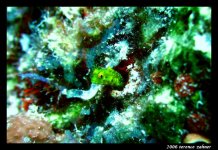 Crocker Channel Oct 7 2006 082 final small.jpg