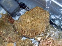 LR for sale (sand sifter star fish & Clown Fairy Wrasse  3-3-07 007.jpg