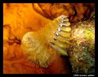 Duane Oct 6 2006 022 final small.jpg