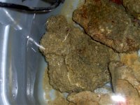 LR for sale (sand sifter star fish & Clown Fairy Wrasse  3-3-07 008.jpg