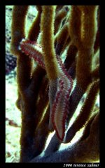 Molasses Reef (Hermit Ledge) Oct 5 2006 019 final small.jpg