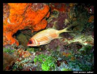 Molasses Reef (Hermit Ledge) Oct 5 2006 042 final small.jpg