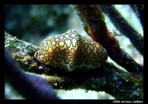 Snapper Ledge Oct 6 2006 037 final small.jpg