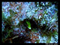 Snapper Ledge Oct 6 2006 059 final small.jpg