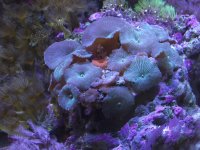 Shroom2.jpg