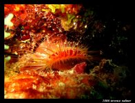 Snapper Ledge Oct 6 2006 063 final small.jpg