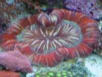 fish 026.jpg