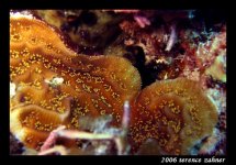 Aquarium 1 Oct 7 2006 036 small.jpg