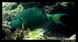 Molasses Reef (Hermit Ledge) Oct 5 2006 058 final small.jpg