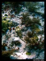 Molasses Reef (Hermit Ledge) Oct 5 2006 065 final small.jpg