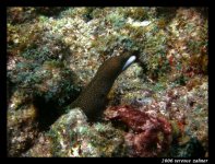 Snapper Ledge Oct 6 2006 023 final small.jpg