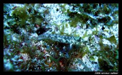 Snapper Ledge Oct 6 2006 043 final small.jpg