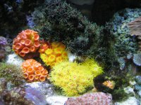 sun coral update.jpg