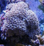 tubipora.jpg