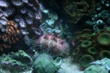 snowball saves blue polyps.jpg