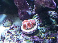 Acans_2.jpg