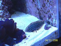 LeapordWrasse.jpg