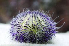 urchin.jpg