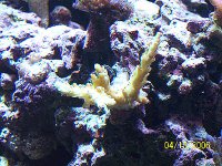 Yellow_Acro.jpg