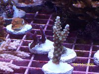 Subulata_2_Granulosa.jpg
