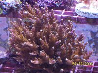 AcroColony.jpg