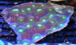 green mycedium.jpg