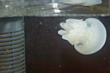 jellyfish.jpg