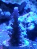 Blue tort.jpg