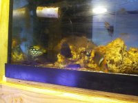 three fish small.jpg