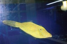 scribbled filefish.jpg