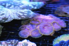 purple mushroom.jpg