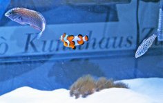 leopardwrassepair.jpg