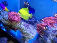 ImageUploadedByReefs1349643427.316772.jpg