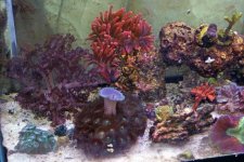 corals2.jpg