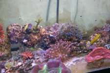 corals3.jpg