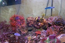 corals4.jpg