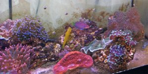 corals5.jpg