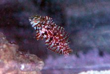 jewelwrasse4.jpg