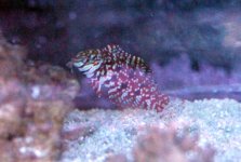 jewelwrasse5.jpg