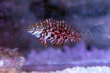 jewelwrasse3.jpg