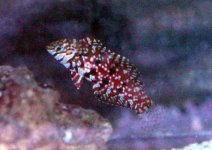 jewelwrasse2.jpg